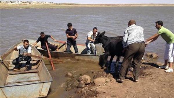 سكان في الحولة يهربون ماشية عبر بحيرة الحولة
