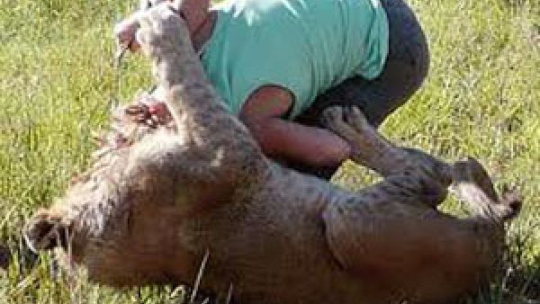 اسد ينفض على فتاة