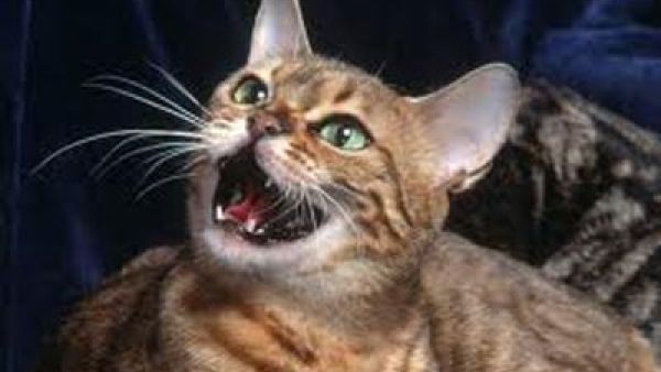 بس