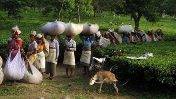 الشاي.. مشروب الهند الوطني! 