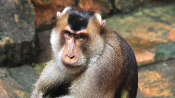 Iran sent its first furry friend this year into space in January (Shutterstock)