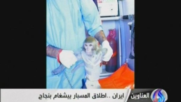 One of the photos released of Iran's simian astronaut (Photo: AFP / Al-Alam TV)
