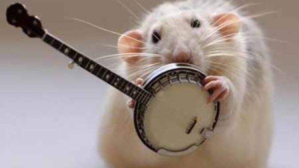 فأر حنون بده يغني