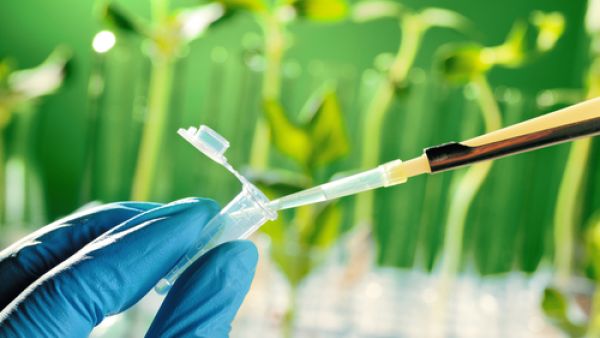 Scientists in Lebanon are cross-breeding plant genes to make crops more resistant to climate change fluctuations (Shutterstock)