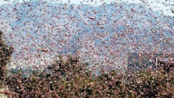 As swarms of locust devour Egypt’s crops, many of the country’s residents have taken to the social networking site Twitter to voice their wonderment on whether the past week’s event was the “Muslim Brotherhood curse.”