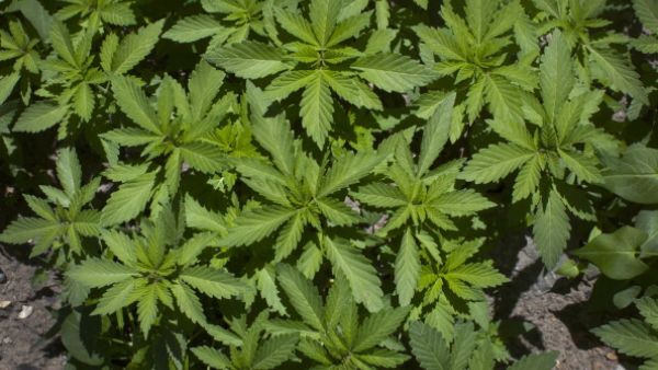 Two and a half tonnes of raw marijuana was found at the Jordan drug farm (Getty Photo)