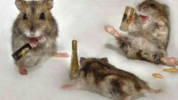 UAE researchers found that panicky or highly stressed mice were much more likely to booze to excess than mice with a calm nature.
