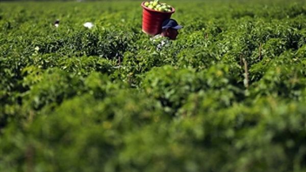 السعودية تستثمر بمشاريع زراعية في مصر 