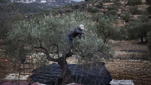 
شاب فلسطيني يقطف الزيتون من حقله على مشارف مدينة رام الله