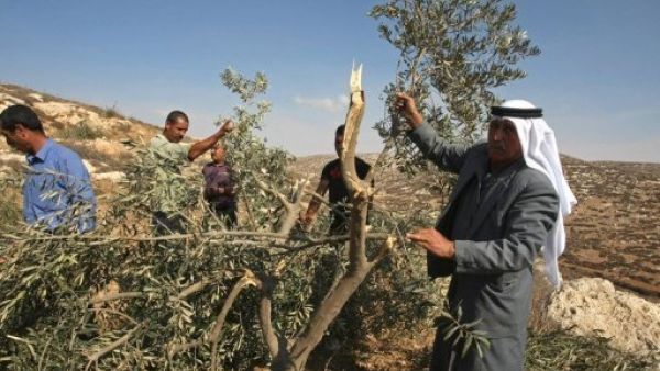 اشجار زيتون اقتلعها المستوطنون