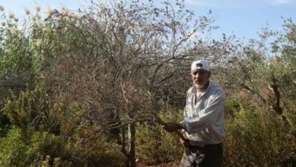 Inflation grew in Palestine, fulled by increasing food costs