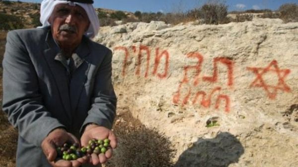 مزارع فلسطيني يعرض امام الكاميرا زيتونا قطفه من اغصان الاشجار التي اقتلعها مستوطنون، في قرية ا لشويكة قرب الخليل