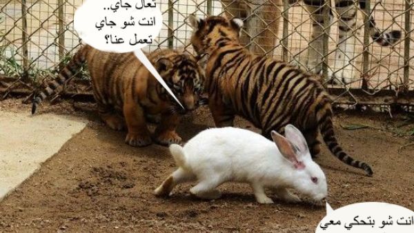 ايه ده يا راجل؟