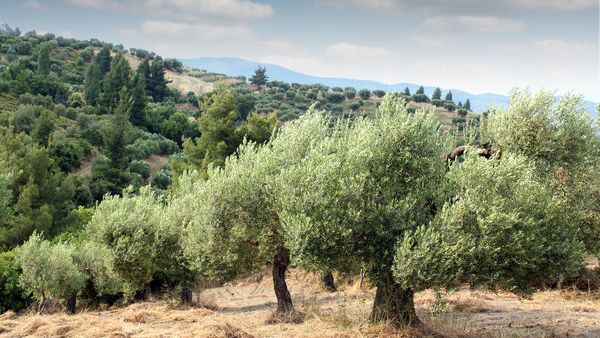 The Palestinian Authority is set to plant 750,000 olive trees across the West Bank to replace those destroyed by Israeli settlers. (Shutterstock) The Palestinian Authority is set to plant 750,000 olive trees across the West Bank to replace those destroyed by Israeli settlers. (Shutterstock)