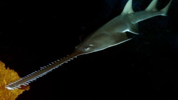 سمكة المنشار