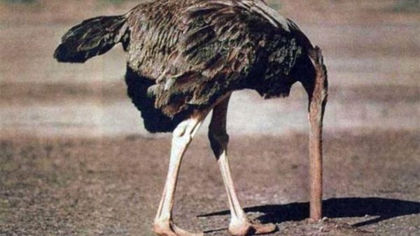 Ostriches are rumored to be nonplussed about the idea.