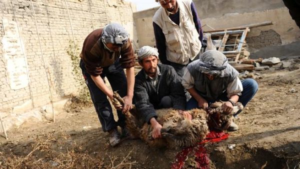 Prices for animals in Eid are being controlled, the UAE government have confirmed