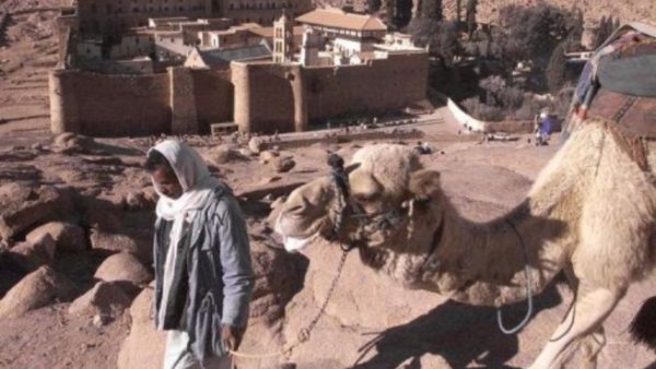 بدوي يقود جملا في سيناء