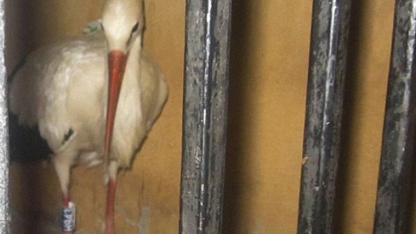 Officials say the man suspected the bird was an undercover agent because it carried an electronic device. It is now being detained by Egyptian authorities. (Photo courtesy of the Daily Mail)