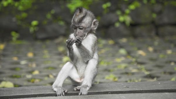 On Monday, German carmakers came under fire following revelations that they helped finance experiments which saw humans and monkeys exposed to toxic diesel fumes. (Pexels)