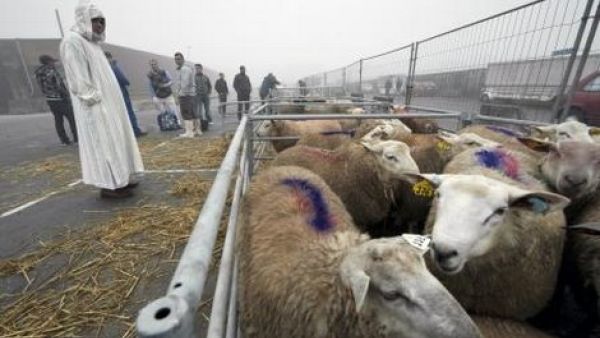العقيدة الإسلامية ترفض تخدير الأضاحي قبل ذبحها
