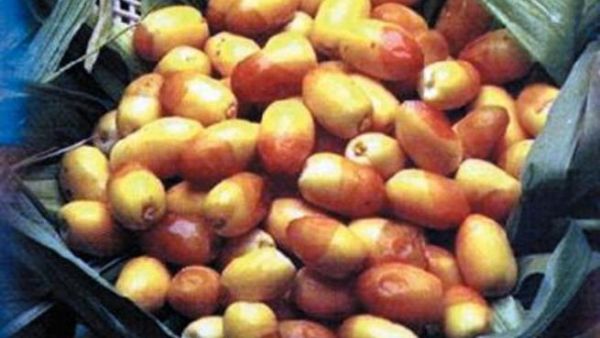 حملة اوروبية لمقاطعة التمور الاسرائيلية خلال رمضان