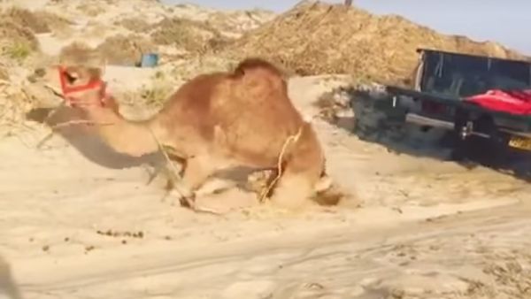 The animal cannot move because its legs are tied with rope (Youtube/Times of Oman)