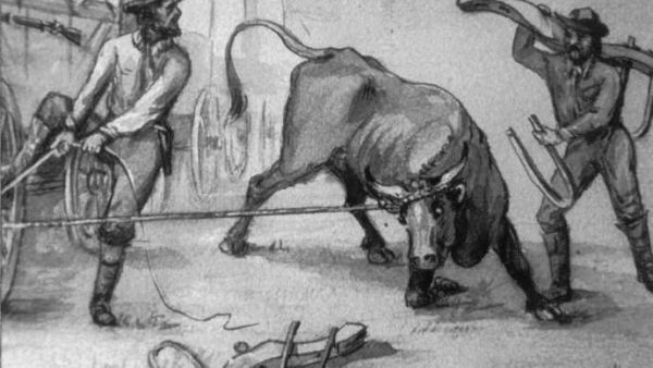 مسلخ الثيران