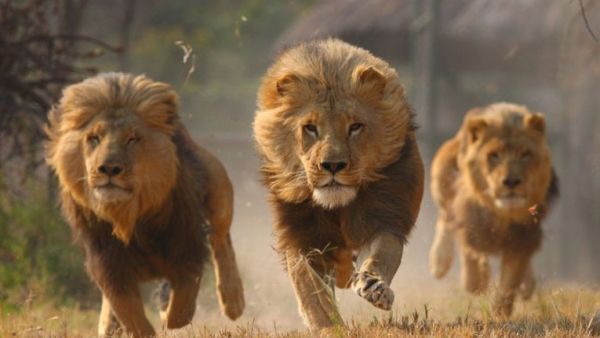 اسود احسن من البشر