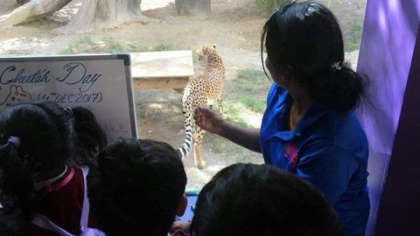 International Cheetah Day 2017 is celebrated every year on December 4. 