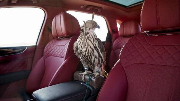 The 'Bentayga Falconry by Mulliner', which costs £75,000 ($97,000) over the standard price, is fitted with a perch between the front seats.