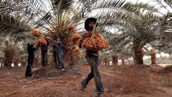 Date farmers in Jericho in the West Bank are using treated water to grow crops and expand their businesses. (Alaa Badarneh for USAID)
