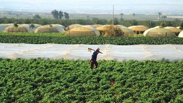 During the first 10 months of this year Jordan exported 822,000 tonnes of fruit and vegetables.