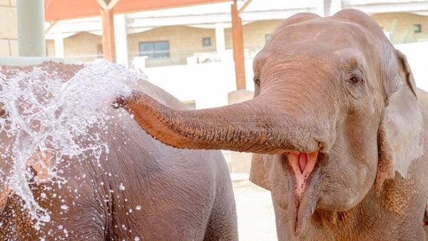 The special occasion will highlight a whole lot of fun learning activities and zookeeper talks.