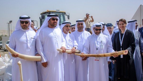 سعيد أحمد الطاير المدير التنفيذي لقطاع السياسات والتشريعات بجمارك دبي على يمين معالي الدكتور راشد بن فهد - وزير البيئة والمياه خلال حفل اتلاف كميات ضخمة من العاج المضبوط