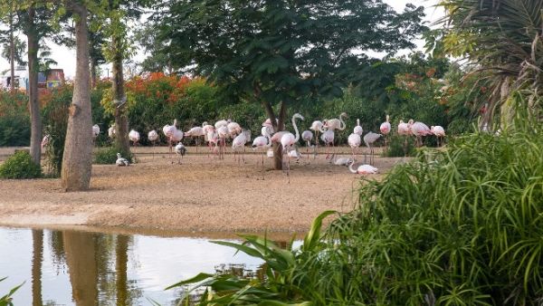 Dubai Safari is open daily from 9am to 5pm, including all public holidays.