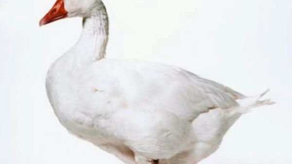 The timing for activating the 10 percent property tax law in Egypt: inappropriate or just another 'goose that will lay golden eggs'?