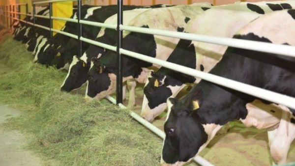 Baladna is a 100% Qatari-owned farm with the largest livestock available in the GCC region. Baladna is a 100% Qatari-owned farm with the largest livestock available in the GCC region.