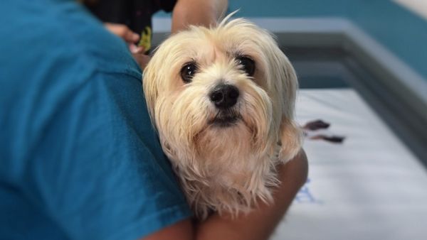 Saudi Arabia on Tuesday approved a 20 percent bonus for three years for those working in the veterinary field. (Pixabay)