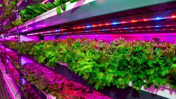 The state-of-the-art facility will harvest three US tons (2,700 kg) of herbicide-free and pesticide-free leafy greens daily.