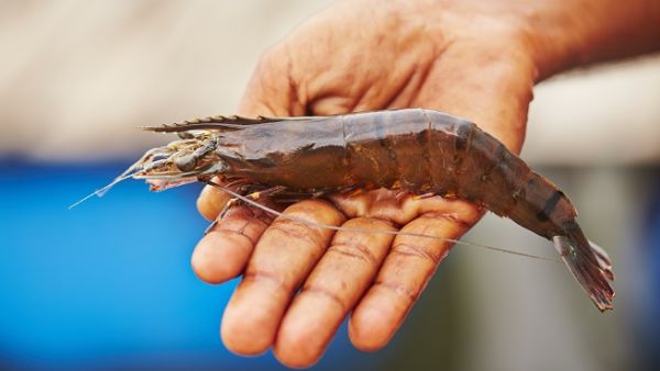 The fishermen were shocked when they were prevented from fishing in the Kuwaiti waters which was helping them in covering their expenses. (Shutterstock)
