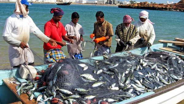 The ministry is expecting to raise fish production to 1.4mn tonnes in 2023 from 280,000 tonnes in 2016. (Shutterstock) The ministry is expecting to raise fish production to 1.4mn tonnes in 2023 from 280,000 tonnes in 2016. (Shutterstock)