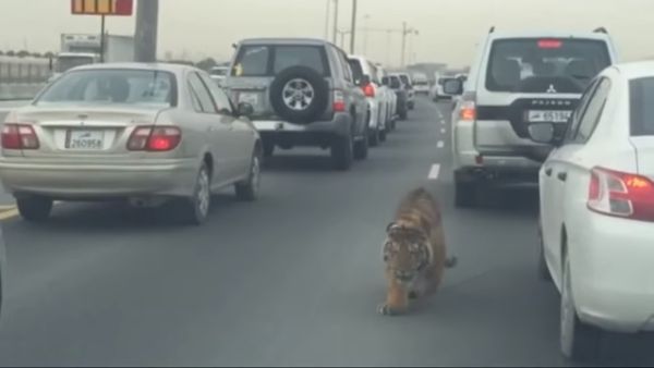 نمر في شوارعنا