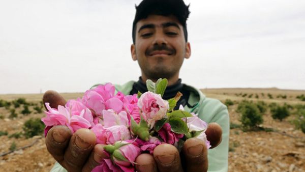 A Syrian man displays picked Damask Roses (Rosa Damascena), which are used to make rose water, in the village of Marah, north of the capital Damascus. (AFP/File)