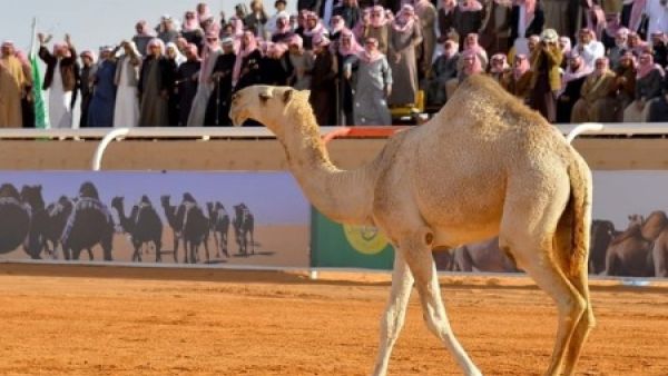 مزاين الإبل ضمن خطط الترفيه