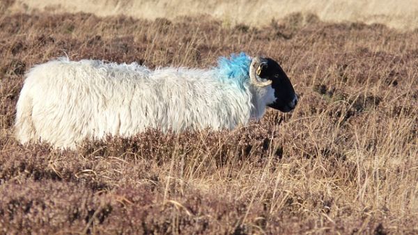 الأضحية هي كل ما يذبح من بهائم الأنعام من أول يوم في عيد الأضحى حتى آخر أيام التشريق