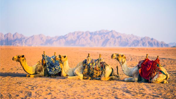 (Shutterstock/ File Photo)