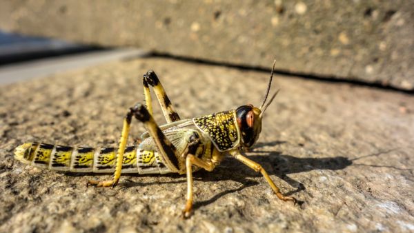 Reports have showed the presence of grasshoppers and other insects, but no locusts. (Shutterstock/ File Photo)