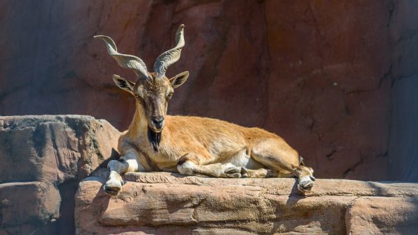 (Shutterstock/ File Photo)