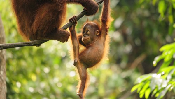 Baby Orangutan (Shutterstock)